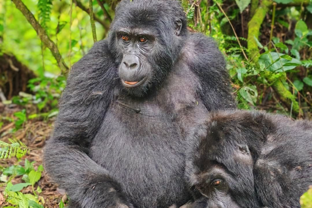 Is Gorilla Trekking Worth It