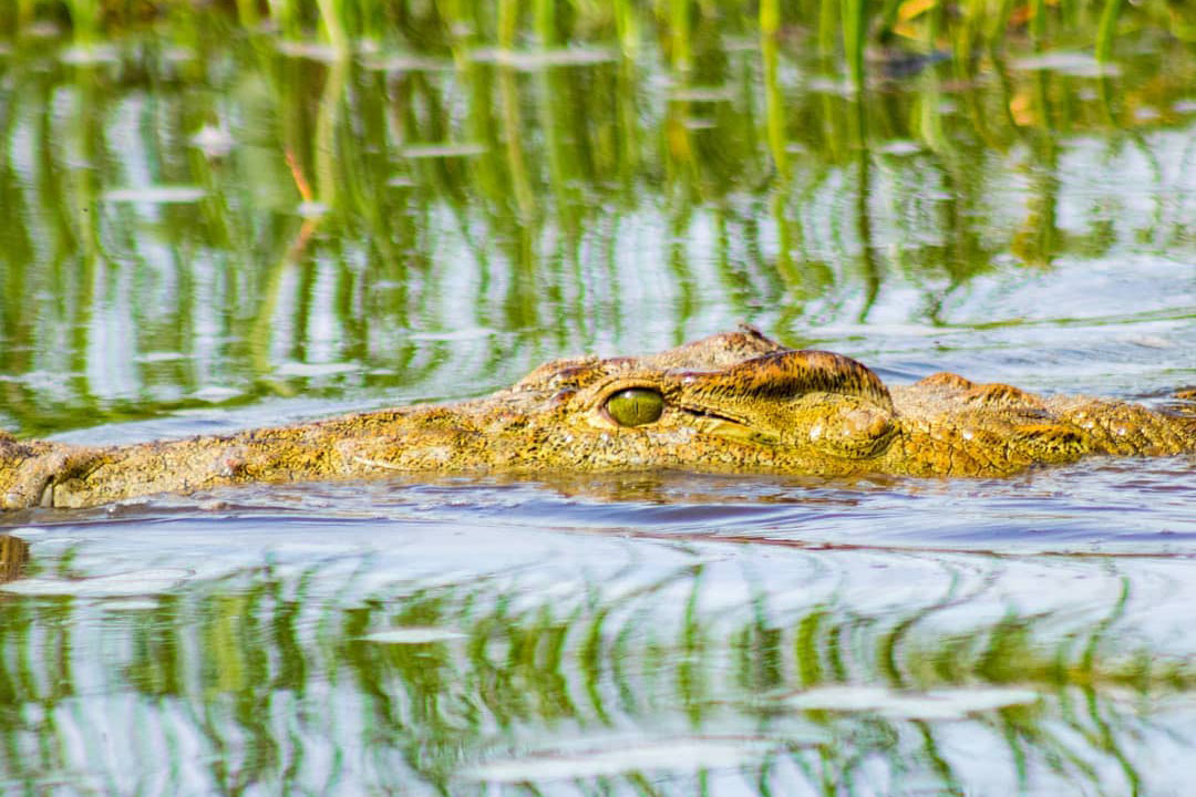 Murchison Falls National Park Safari Guide