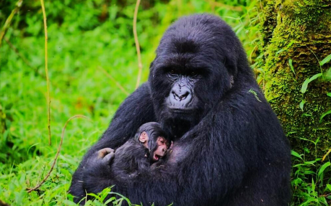 the Rwanda Safari Cost Breakdown
