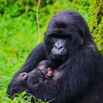 the Rwanda Safari Cost Breakdown