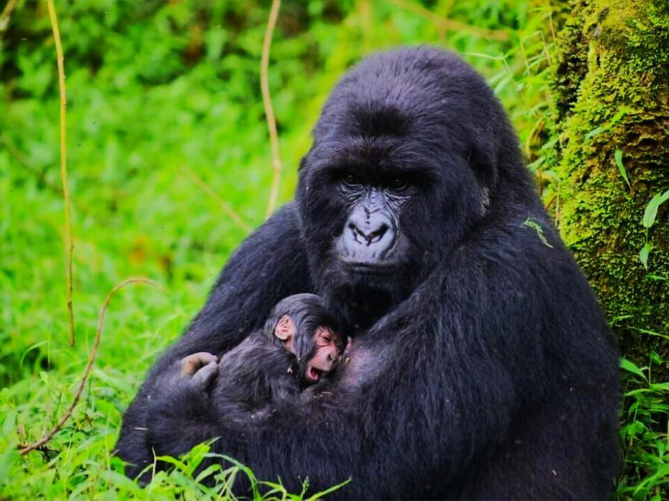 the Rwanda Safari Cost Breakdown
