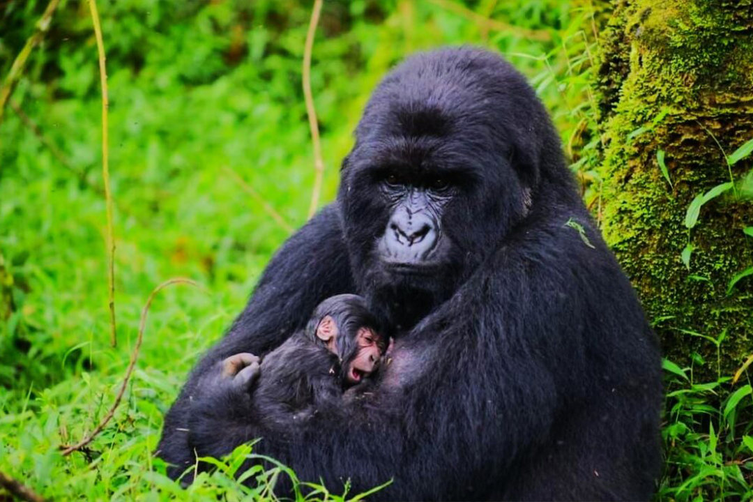 Gorilla Trekking Rwanda 2026