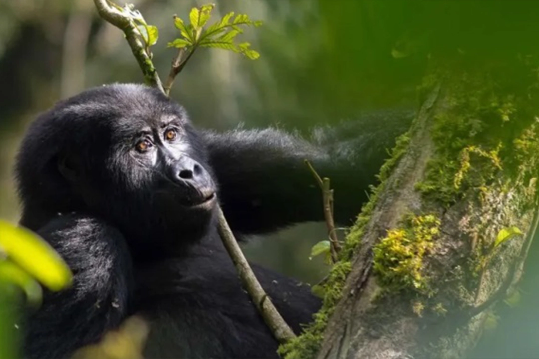 Gorilla Trekking Rwanda 2026