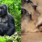 10-Day Serengeti Big Five & Bwindi Gorilla Trekking Safari