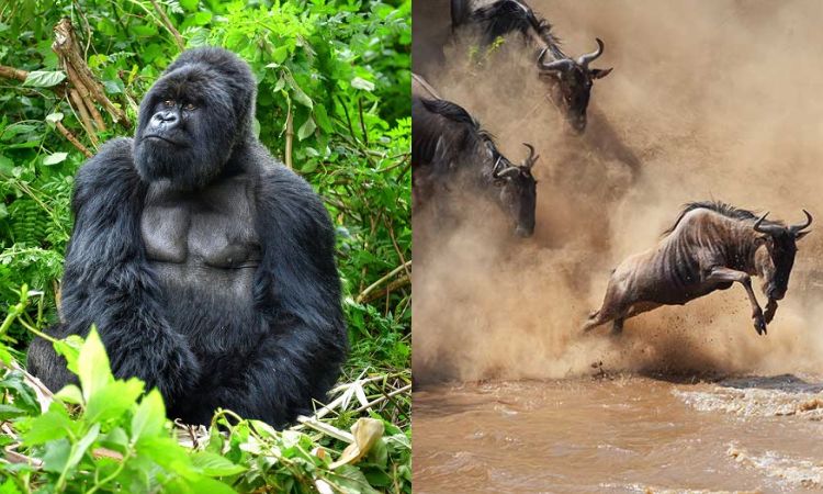 10-Day Serengeti Big Five & Bwindi Gorilla Trekking Safari