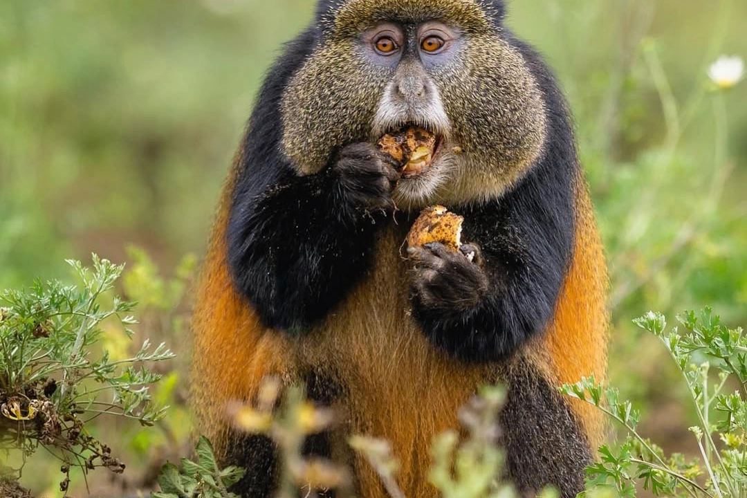 Day Luxury Rwanda Safari