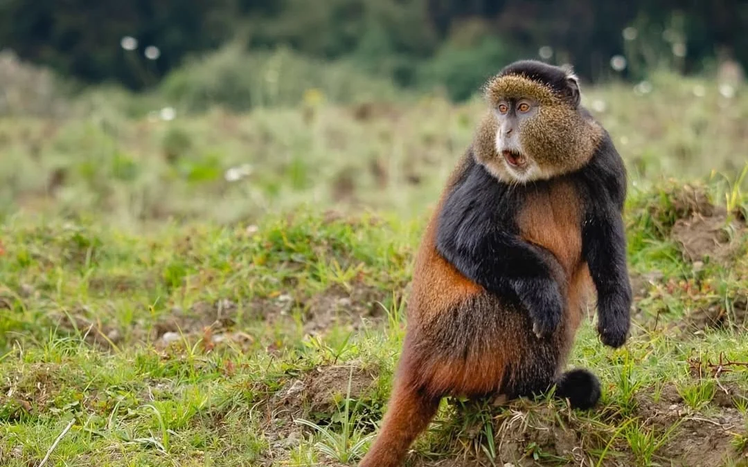 Rwanda Luxury Safari
