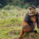 Rwanda Luxury Safari
