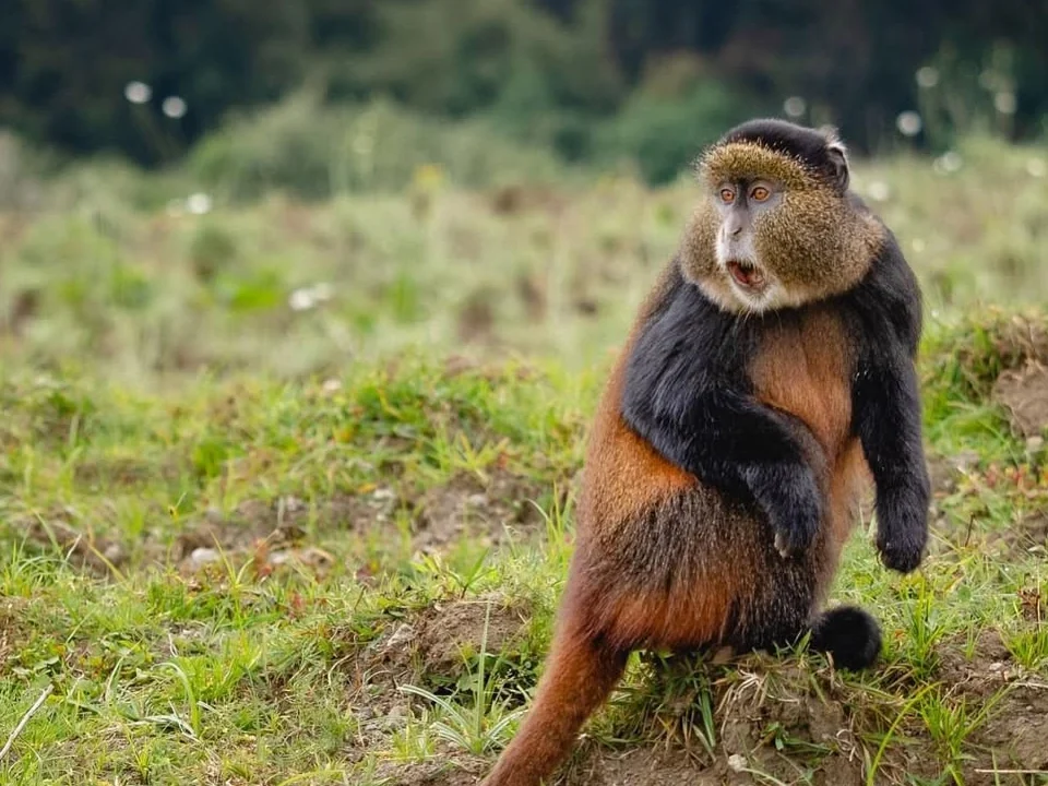 Rwanda Luxury Safari