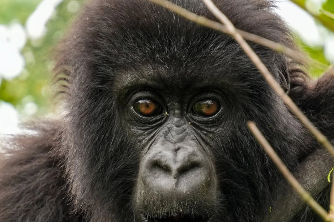 Best Time to Visit Rwanda