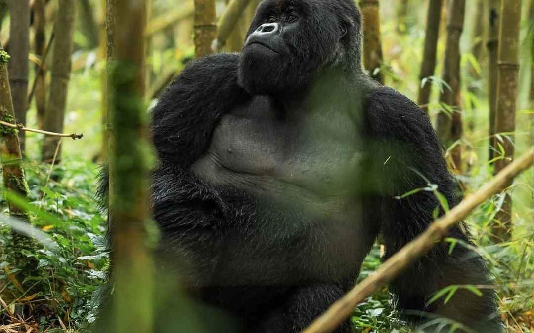 Rwanda Safari