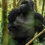 Rwanda Safari