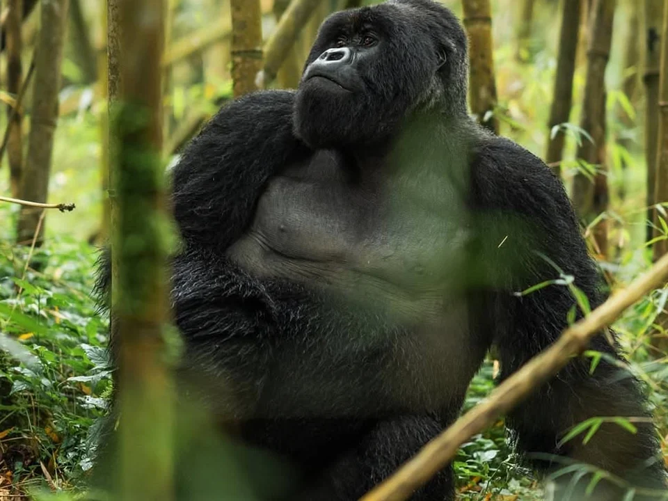 Rwanda Safari