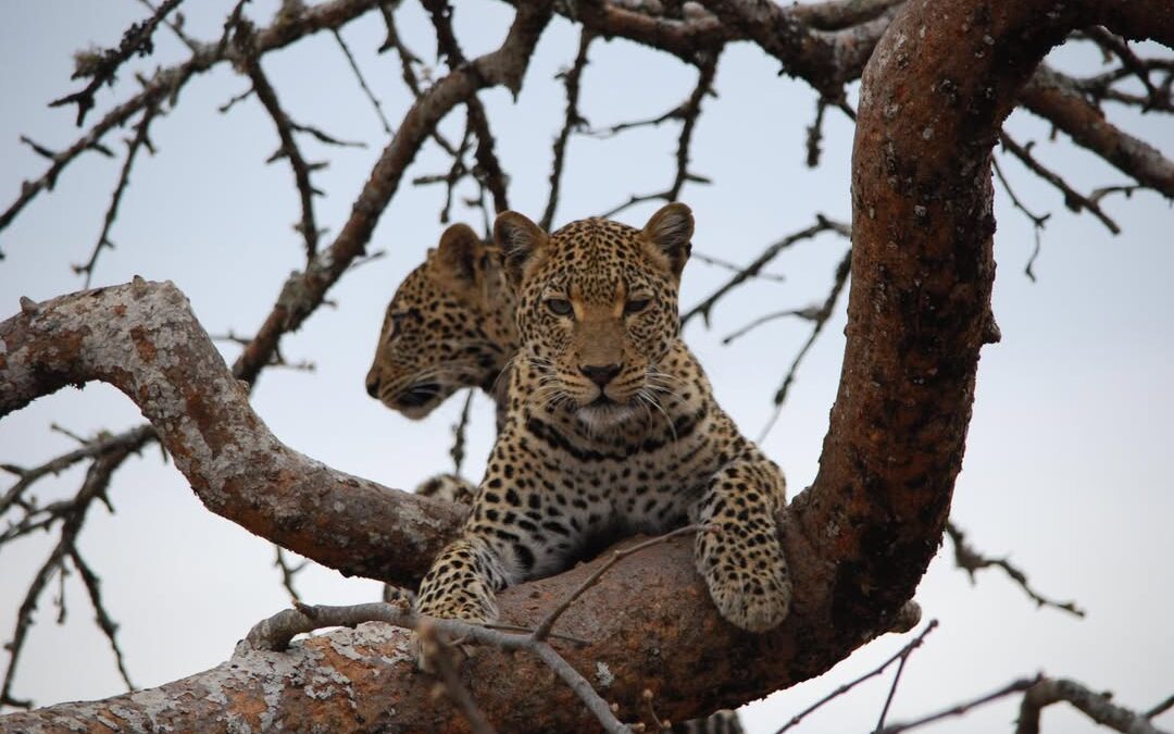 Best Time to Visit Rwanda