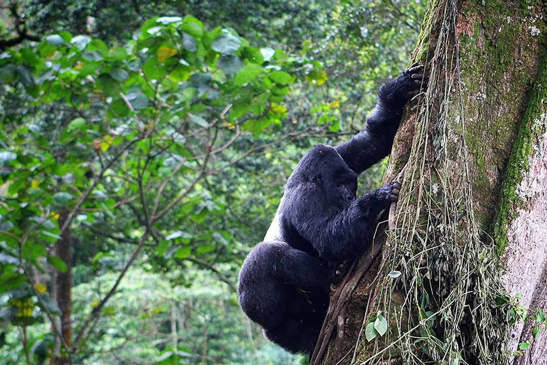 Day Luxury Rwanda Safari