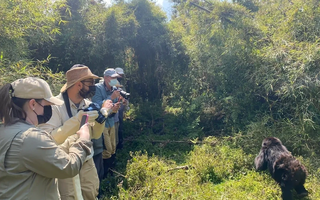 Rwanda vs Uganda Gorilla