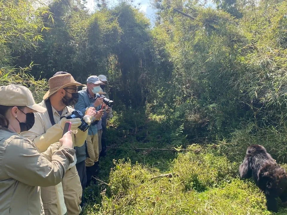 Rwanda vs Uganda Gorilla