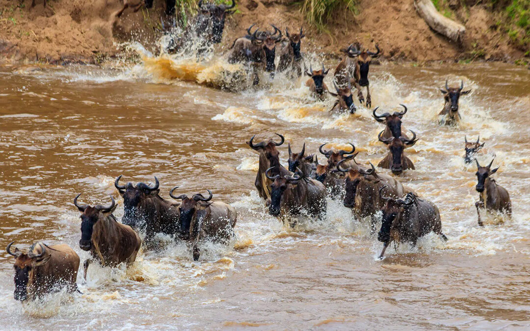 The Great Migration in Tanzania