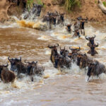 The Great Migration in Tanzania