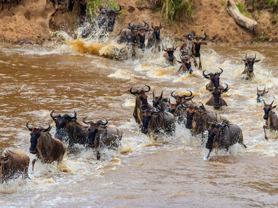 The Great Migration in Tanzania