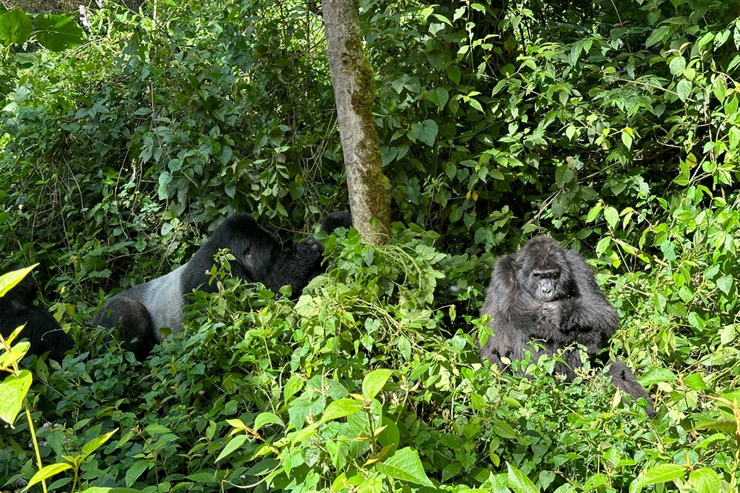 Rwanda vs Uganda Gorilla Trekking