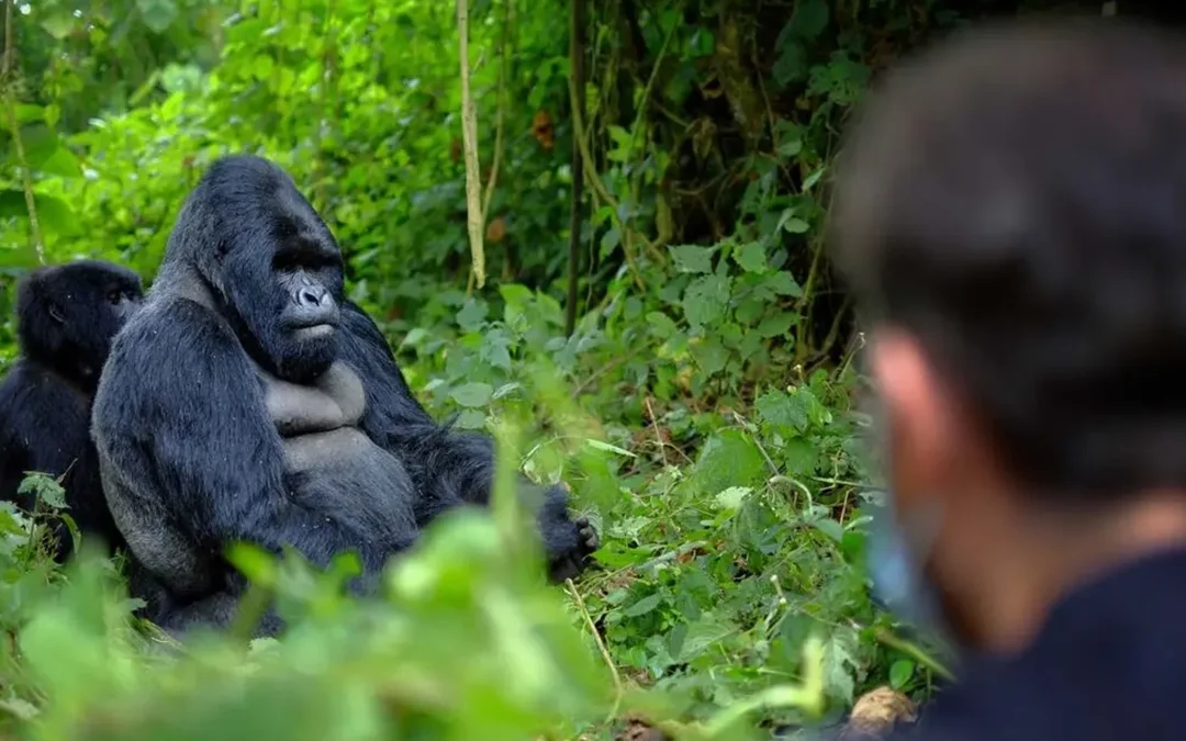 Gorilla Trekking Rwanda 2026