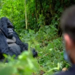 Gorilla Trekking Rwanda 2026