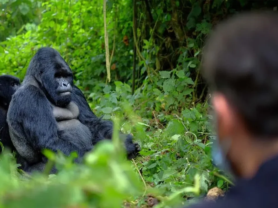 Gorilla Trekking Rwanda 2026