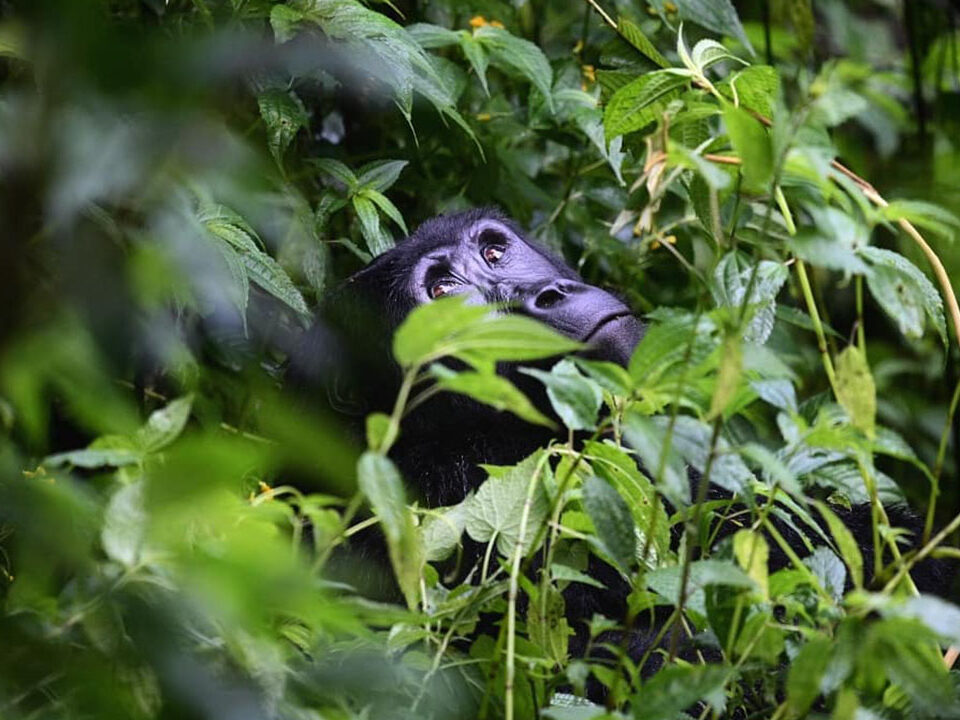 Gorilla Trekking After World Cup