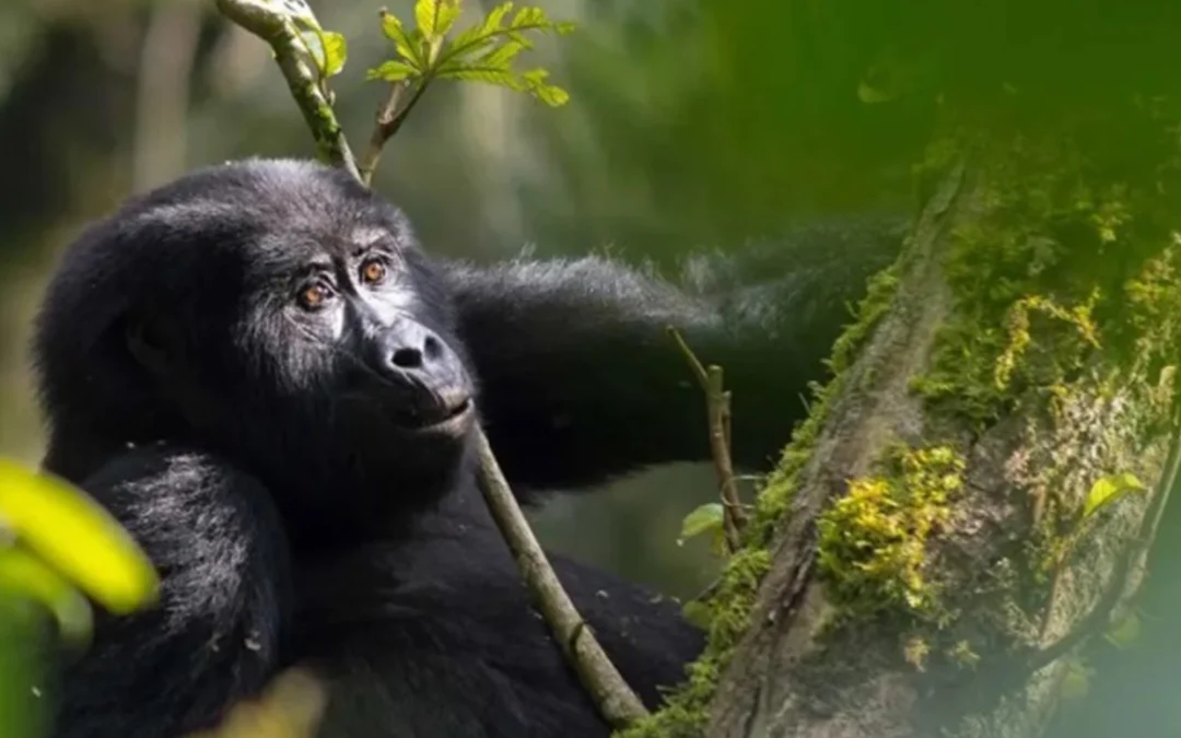 5 Day Luxury Uganda Gorilla