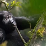 5 Day Luxury Uganda Gorilla