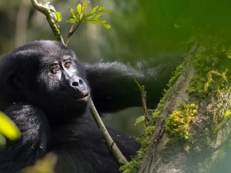5 Day Luxury Uganda Gorilla