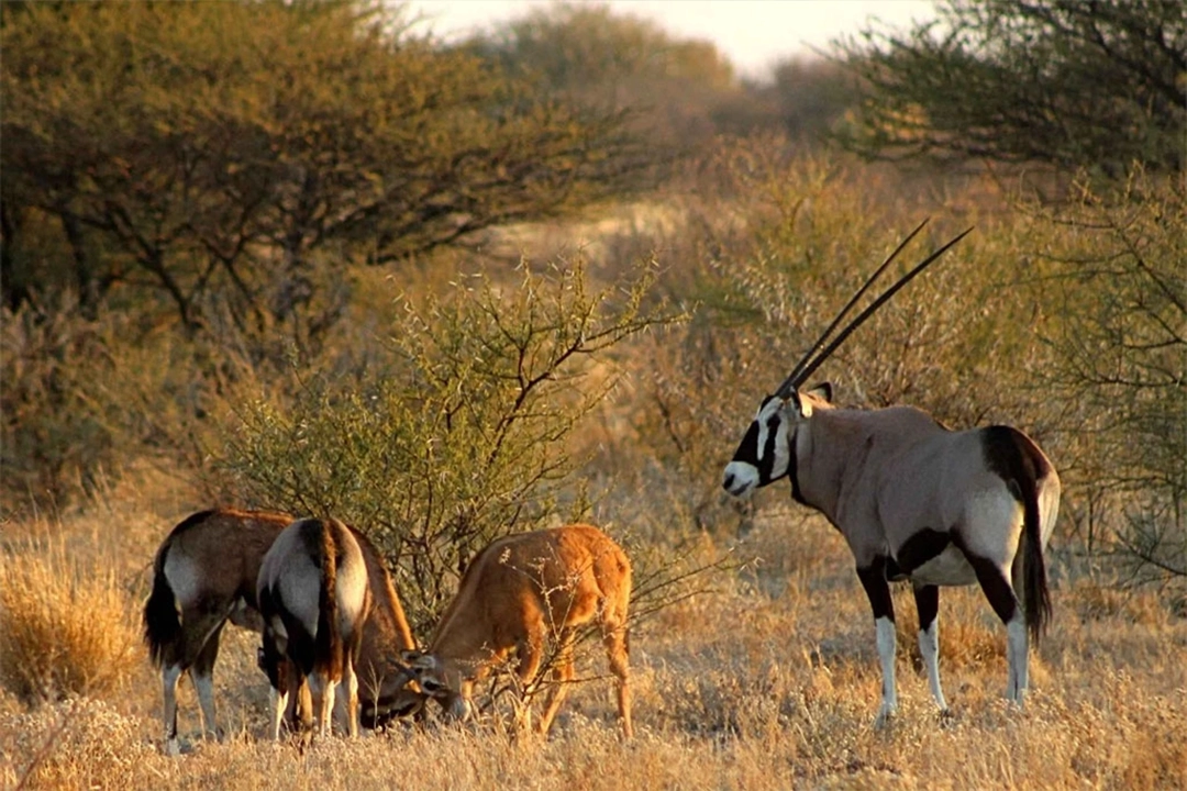 Botswana Safari