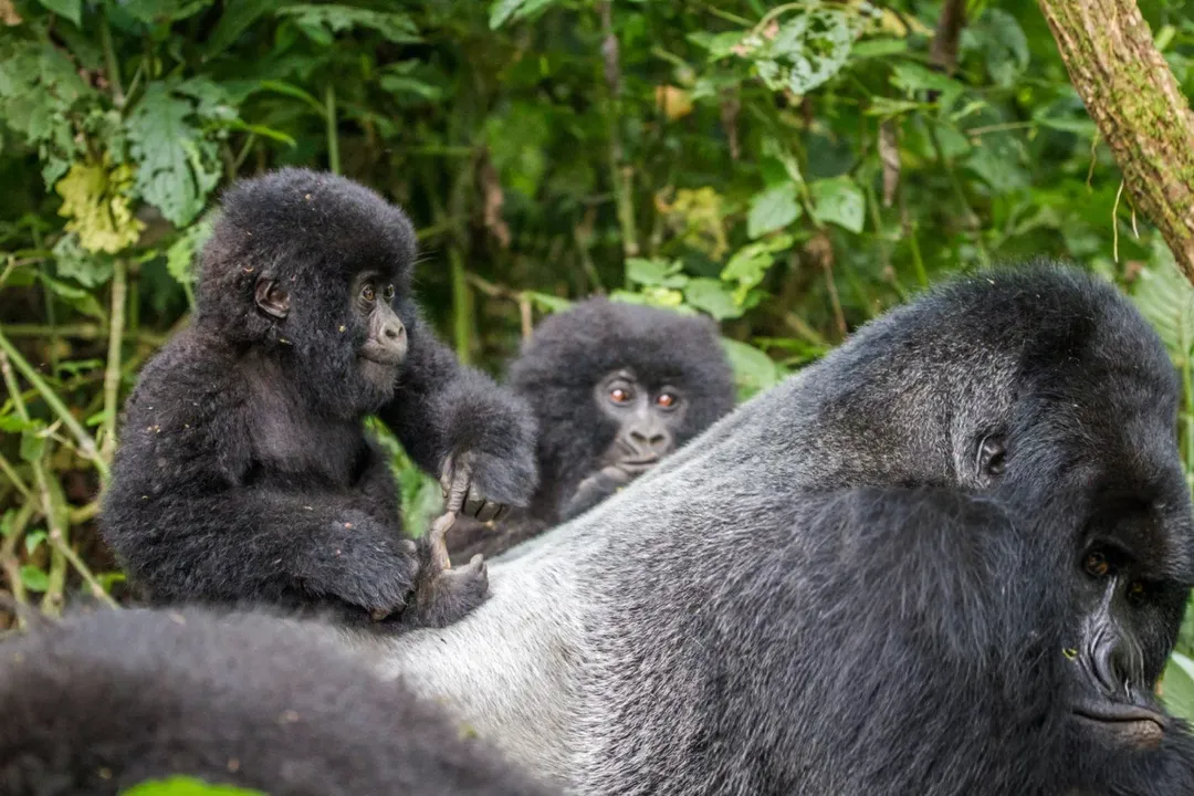 Uganda Gorillas