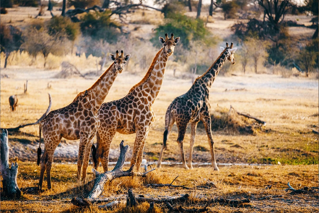 Moremi Game Reserve