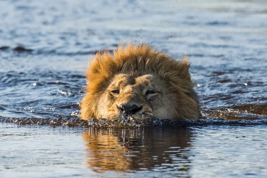 unforgettable African safari