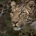 Wildlife Experiences from World Cup