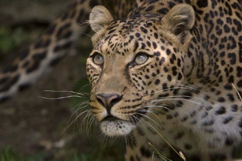 Wildlife Experiences from World Cup