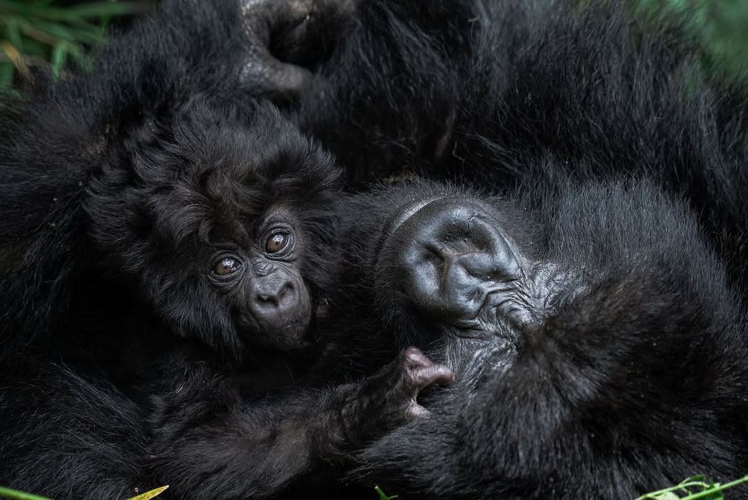Uganda Gorillas and Big5 in Botswana
