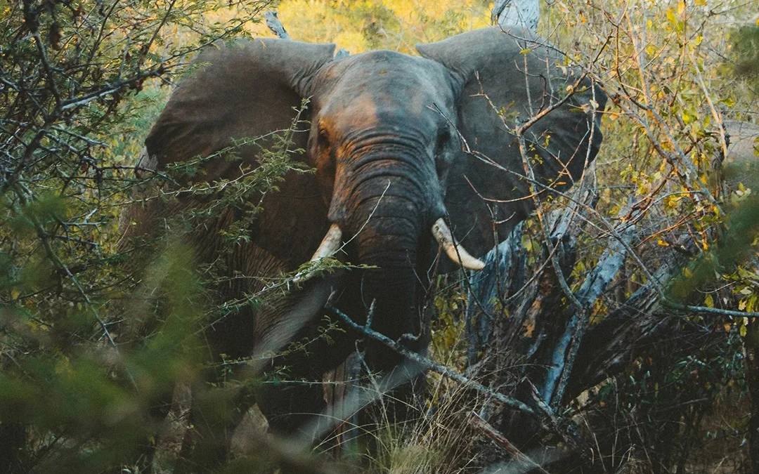 American travelers enjoying a summer safari holiday in Uganda with mountain gorillas and African wildlife