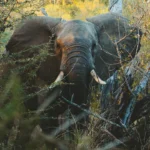 American travelers enjoying a summer safari holiday in Uganda with mountain gorillas and African wildlife