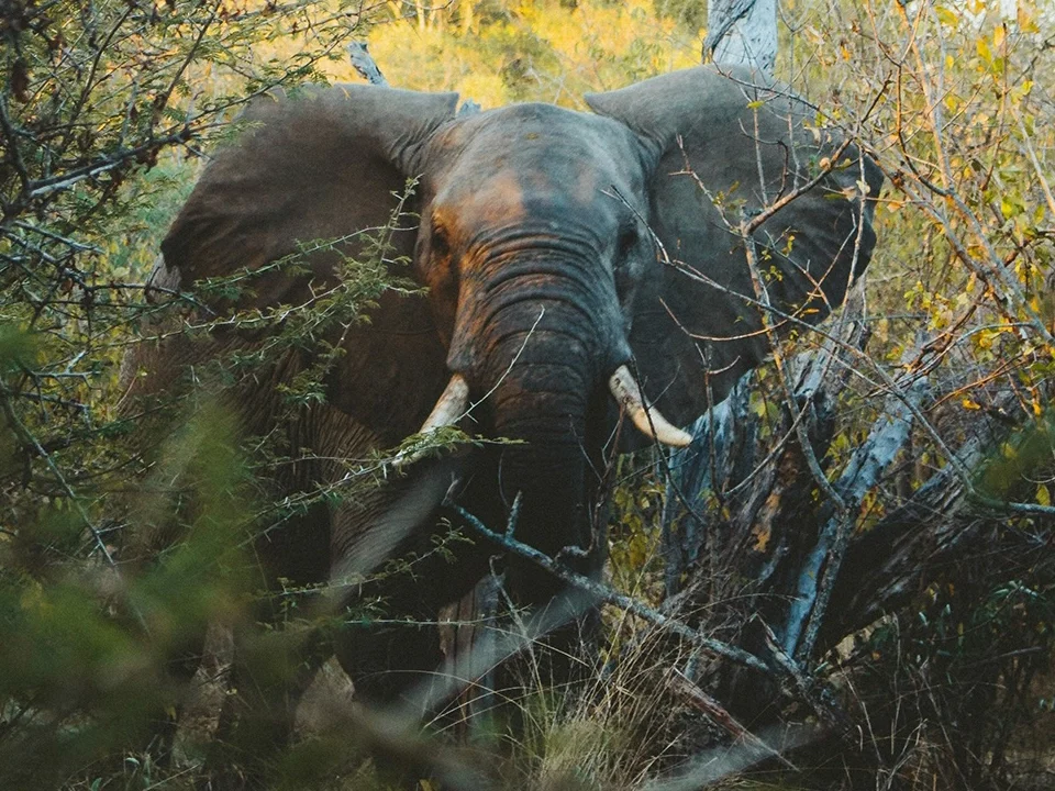 American travelers enjoying a summer safari holiday in Uganda with mountain gorillas and African wildlife