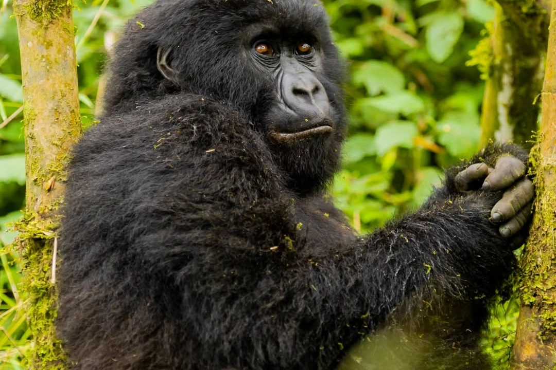 4 Days Rwanda Gorilla Tour