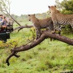 Non-Traditional Safari Experiences