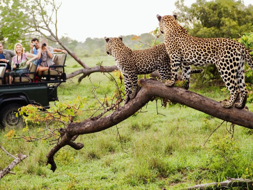 Non-Traditional Safari Experiences
