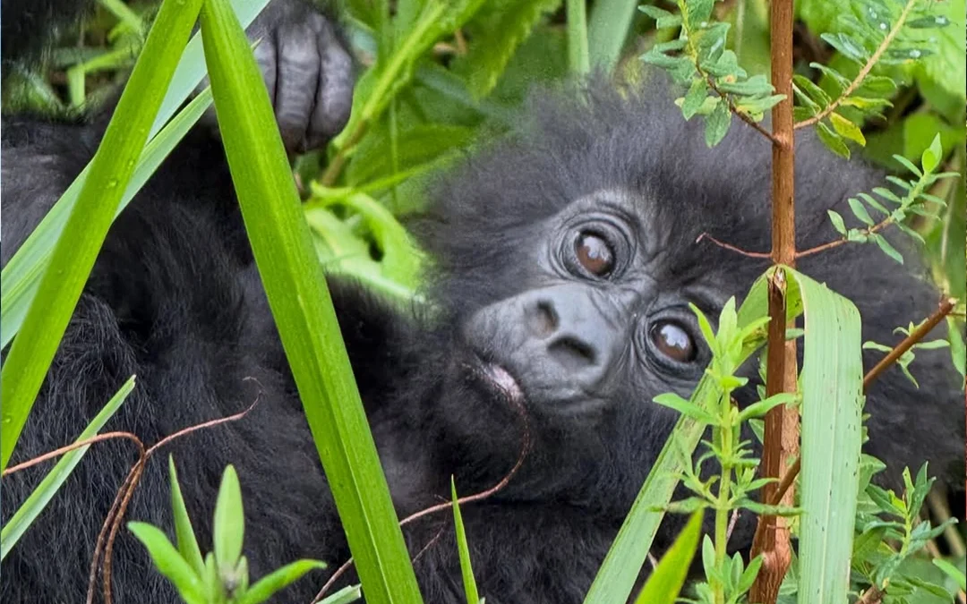 Is Rwanda Gorilla Trekking Worth $1500