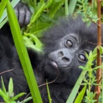Is Rwanda Gorilla Trekking Worth $1500