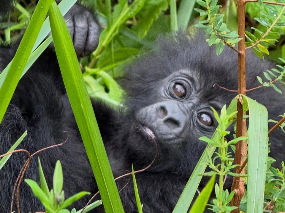 Is Rwanda Gorilla Trekking Worth $1500