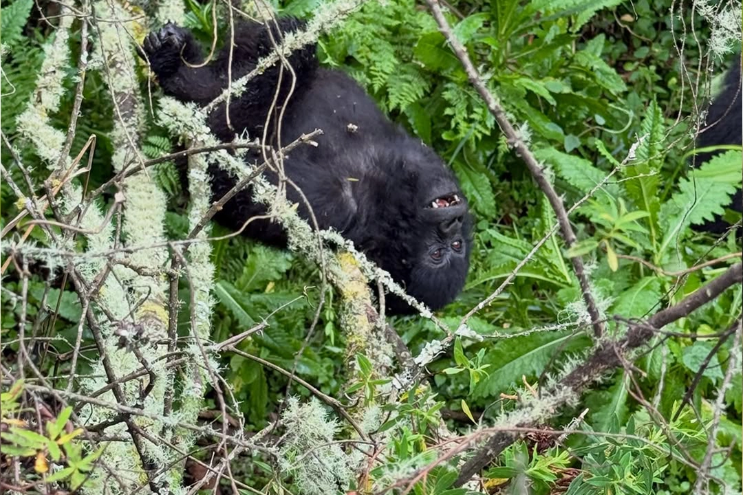 Is Gorilla Trekking Worth $1500?