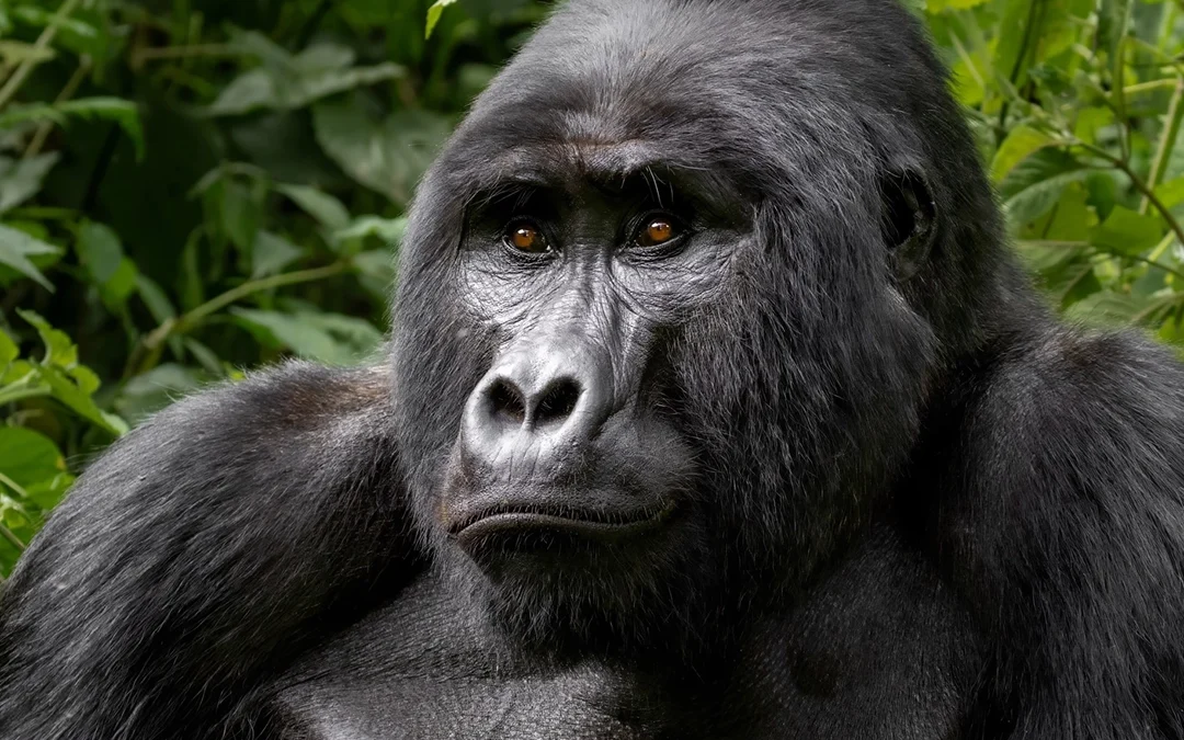 Uganda Gorilla Trekking Packages